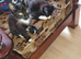 3 Beautiful Kittens Looking for Loving Homes