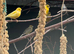 3 pairs of canary's