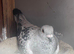 Pair of birds for sale