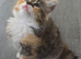 Cross breed kittens