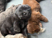 Chows for sale