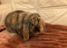 Male neutered mini lop