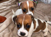 Jack Russel puppies