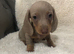 Pedigree miniature Dachshund