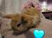 Baby mini lops available from end of May
