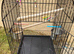 Male Cockatiel + Large Yaheetech 150cm Cage & Complete Setup - £150