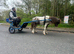 Perfect kids pony ride and drive