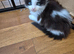 Maine coon kittens