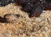Button quails male