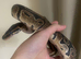 1 year old Wild type 100 het pied male ball python