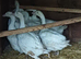 Enbdem geese