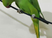 4 month old baby ringneck