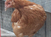 Pol chickens/ laying hens