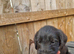 Giant schnauzer x Labrador puppys