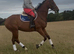 Striking 16.2 12yr gelding