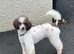 Brown Parti Mini Poodle at stud