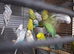 Young budgies
