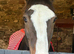 Horse for loan