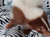 Male skunk