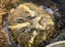 Pac-Man (Horned) Frog babies cb26
