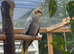 2 cockatiels