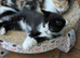 Delightful and friendly kittens looking for a home.