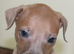 KC Reg Italian Greyhounds