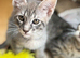 *Ready Now* Maine Coon X kittens
