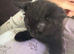 Kitten for sale