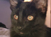 We have gorgeous Maine coon kittens for re homing