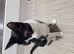 3 Adorable kittens looking for a forever home