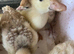 3x week old Aylesbury ducklings