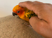 Hand tame sunconure baby