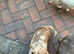 Miniature dachshund