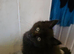 Pedigree TICA Registered Maine Coon Kittens