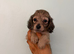Mini longhaired dachshunds