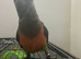 Babys Senegal parrots