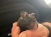 Syrian Hamster