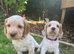 Gorgeous cocker spaniel puppies
