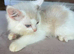 Sunning ragdoll kittens