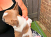 Puppies of French bulldog
