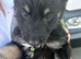 German shepherd puppies