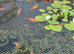 Looking for a loving new home for our pond goldfish