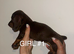 Miniature dachshund Puppy