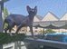 Beautiful sphynx x ragdoll kittens
