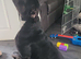 Loving 5 year old male staffy