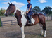 Super happy hacker/family horse