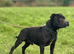 Champion Kc staffs for sale