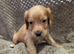 Cocker spaniel pups
