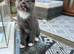 Mainecoon kittens GREYS SMOKEY COATS